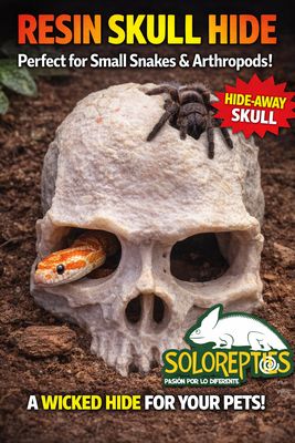 ESCONDITE CRANEO RESINA