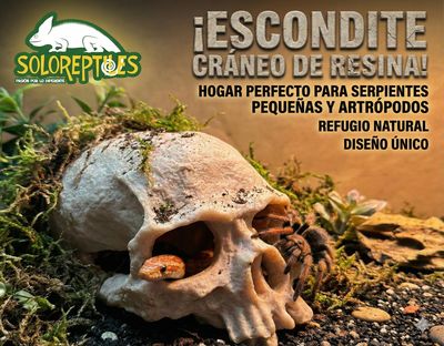 ESCONDITE CRANEO RESINA