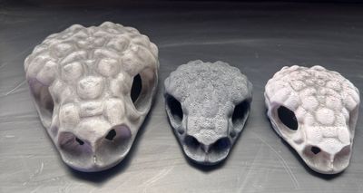 ESCONDITE CRANEO HELODERMA MEDIANO