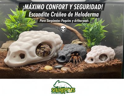 ESCONDITE CRANEO HELODERMA MEDIANO