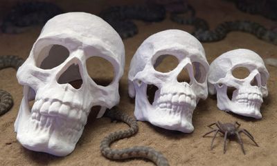 ESCONDITE CALAVERA GRANDE