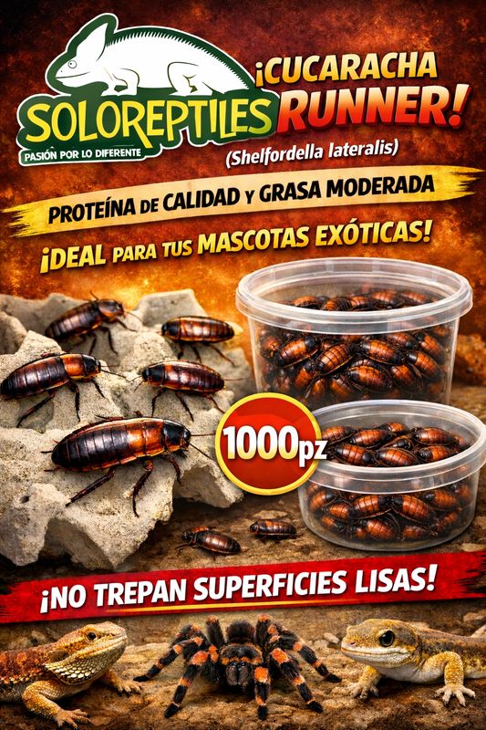 CUCARACHA RED RUNNER 1000pz