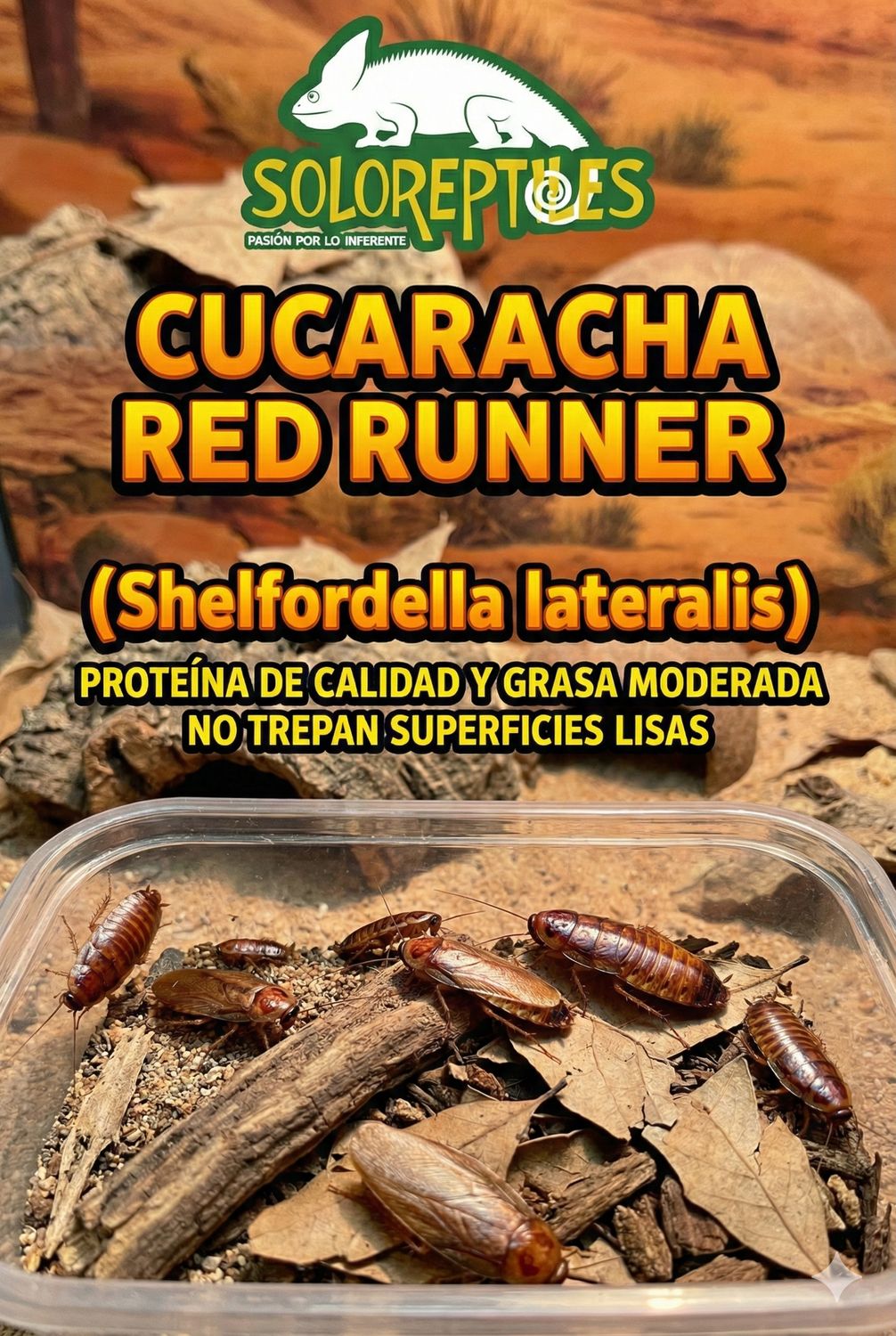 CUCARACHA RED RUNNER 1000pz