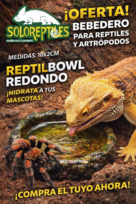 Reptil Bowl Redondo 9x2cm