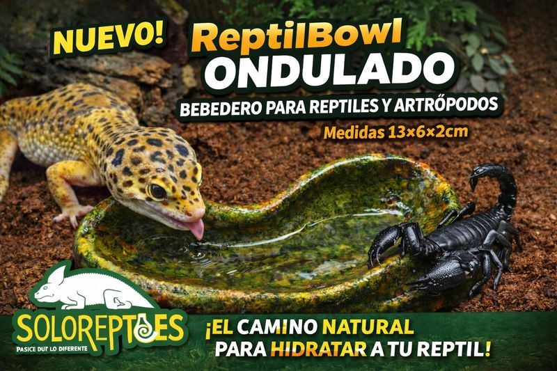 REPTIL BOWL ONDULADO