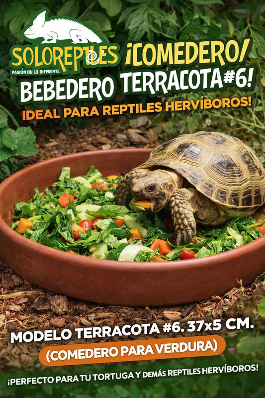 COMEDERO TERRACOTA #6 37X5cm