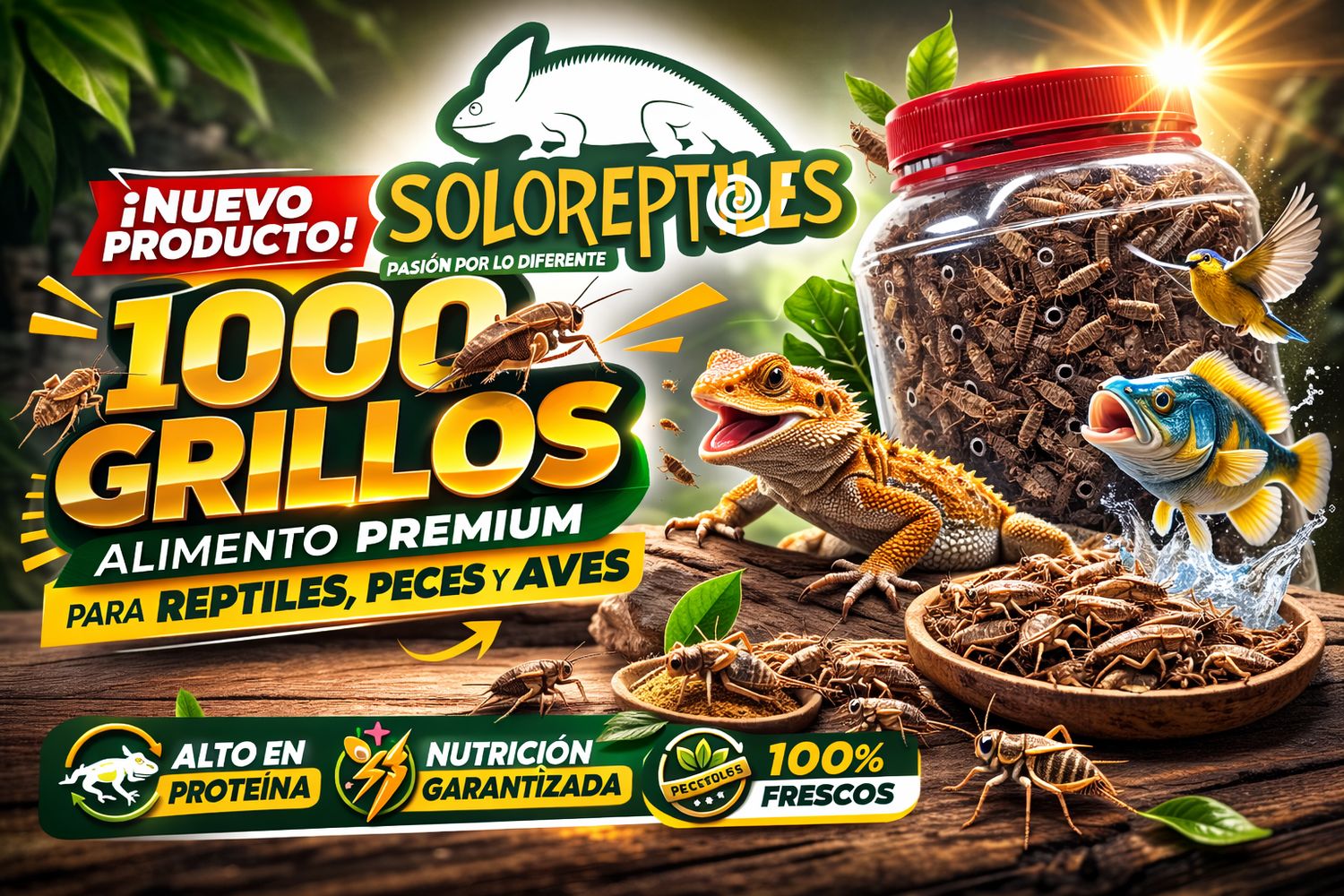 GRILLO 1000pz JUVENIL