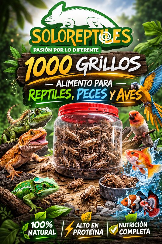 GRILLO 1000pz JUVENIL