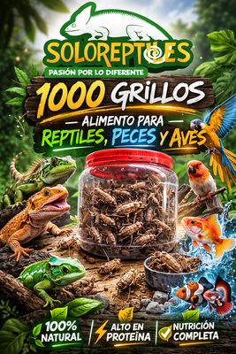 GRILLO 1000pz JUVENIL