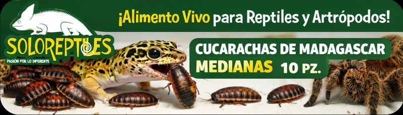 CUCARACHA MADAGASCAR 10pz Medianas