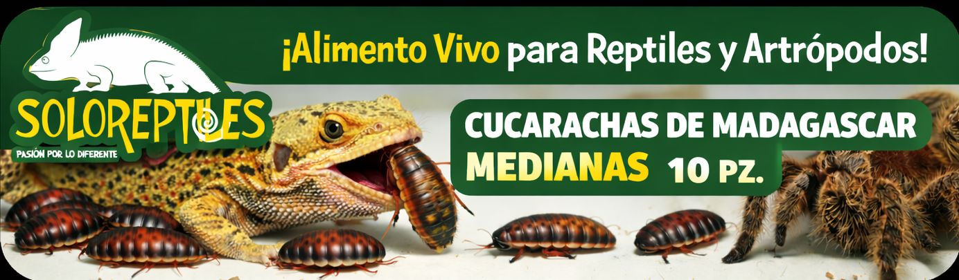 CUCARACHA MADAGASCAR 10pz Medianas