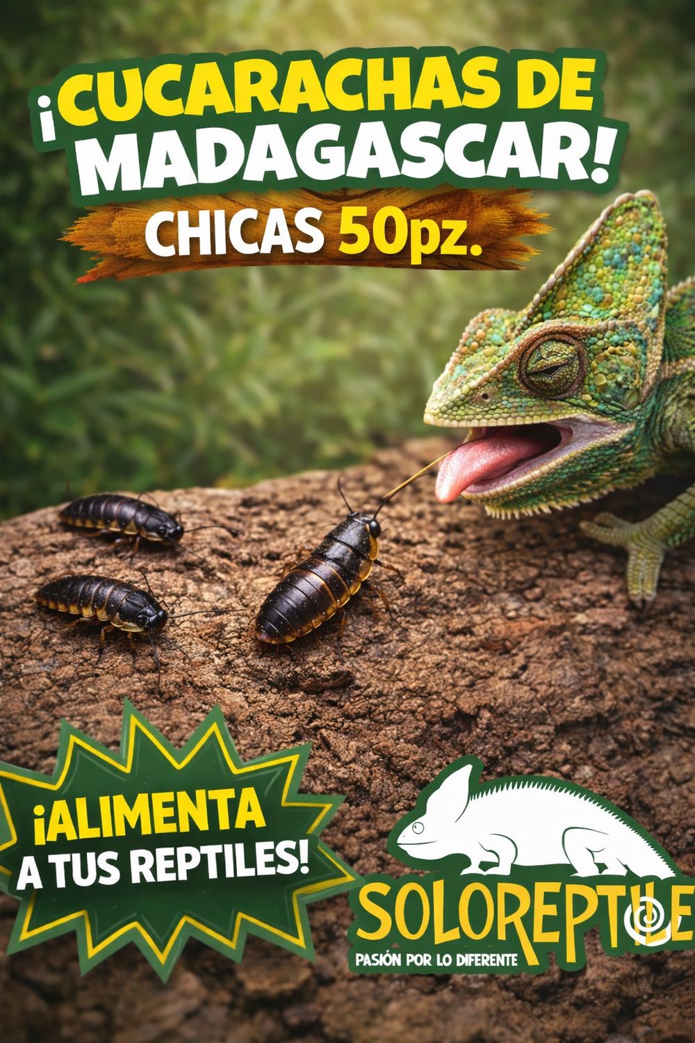CUCARACHA MADAGASCAR 50pz CHICAS