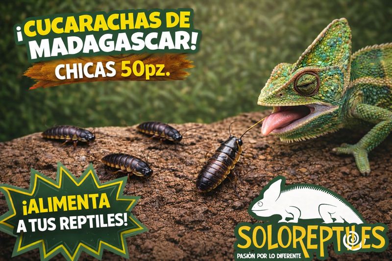 CUCARACHA MADAGASCAR 50pz CHICAS