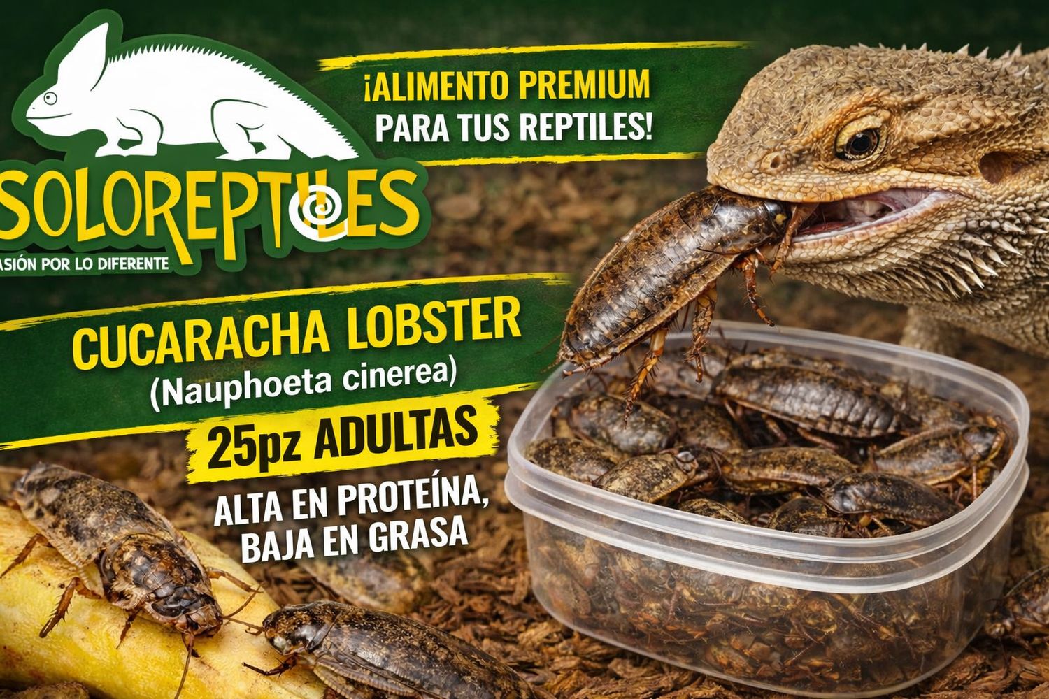 CUCARACHA LOBSTER 25pz ADULTAs