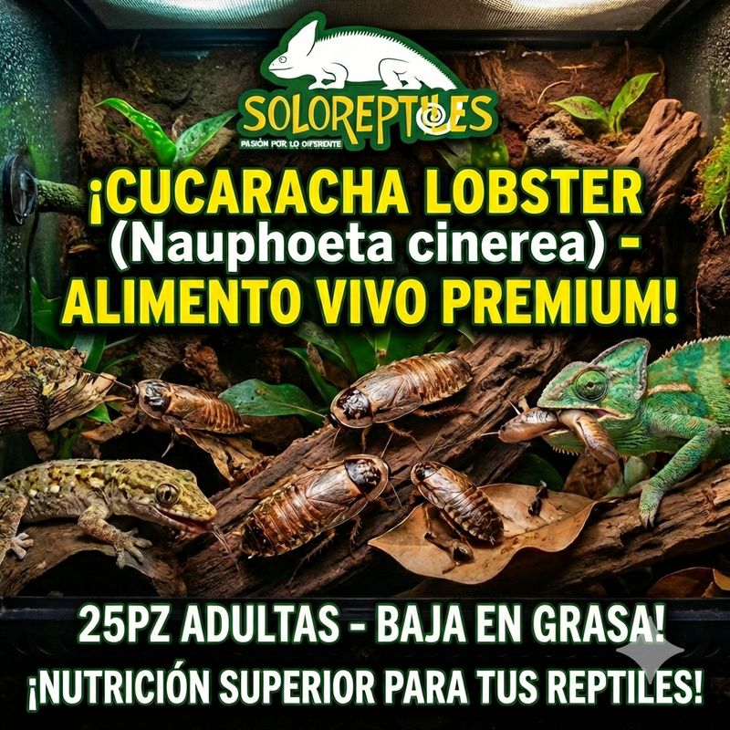 CUCARACHA LOBSTER 25pz ADULTAs