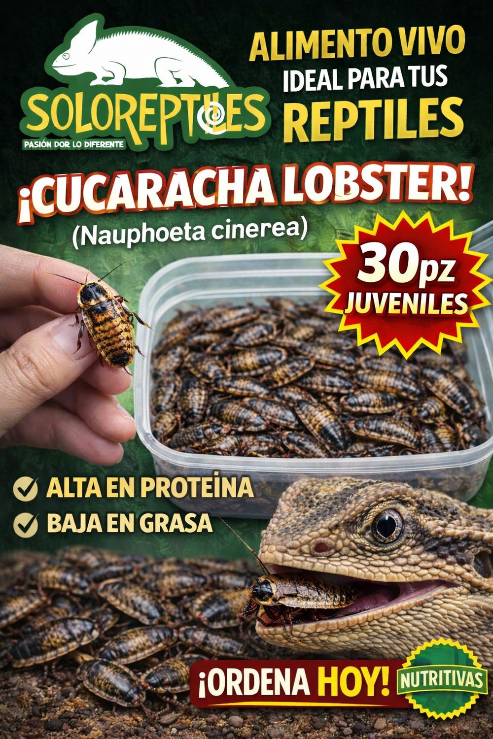 CUCARACHA LOBSTER 30pz JUVENILES