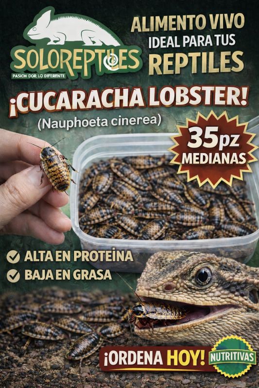 CUCARACHA LOBSTER 35pz MEDIANAS