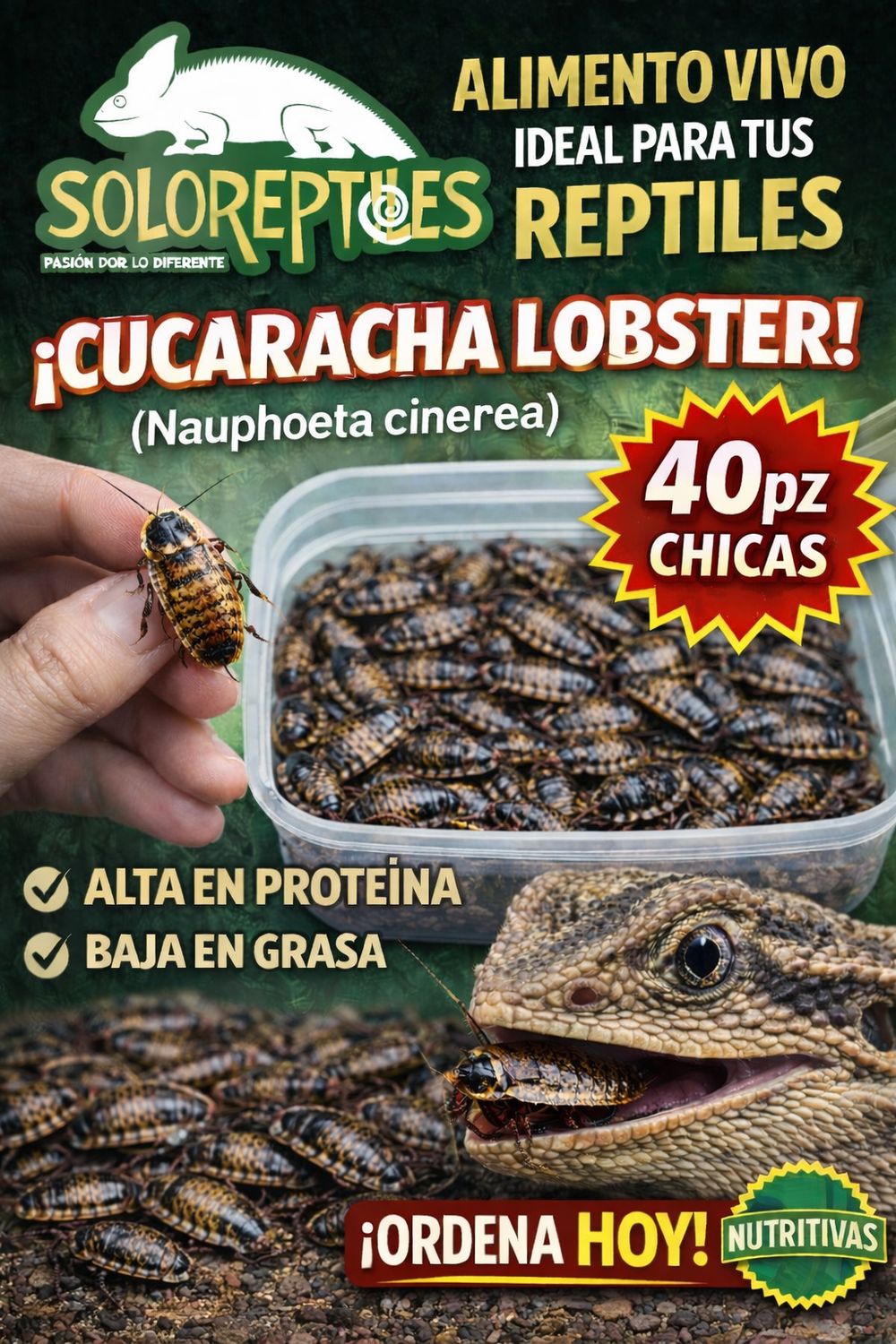 CUCARACHA LOBSTER 40pz CHICAS