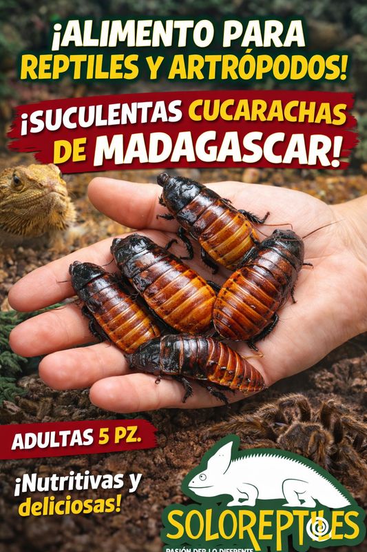 CUCARACHA MADAGASCAR 5pz aDULTAS