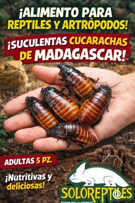 CUCARACHA MADAGASCAR 5pz aDULTAS