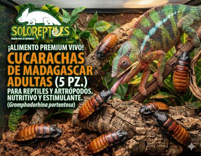 CUCARACHA MADAGASCAR 5pz aDULTAS