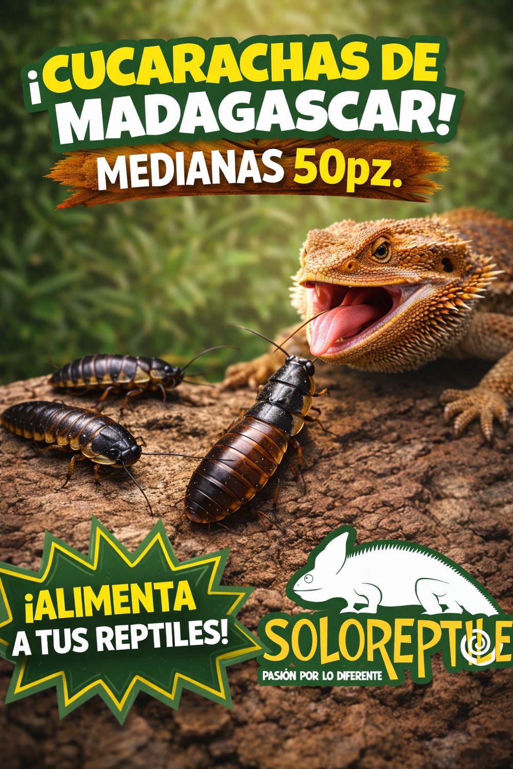 CUCARACHA MADAGASCAR 50pz MEDIANAS