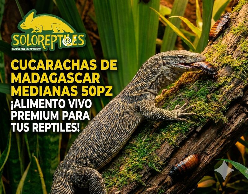 CUCARACHA MADAGASCAR 50pz MEDIANAS