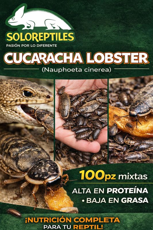 CUCARACHA LOBSTER 100pz MIXTAS