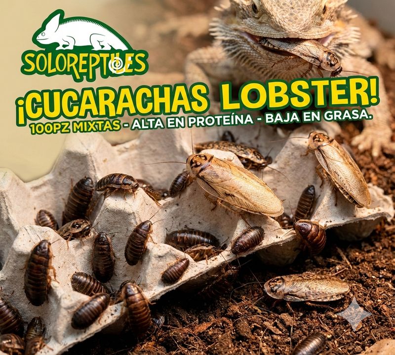 CUCARACHA LOBSTER 100pz MIXTAS