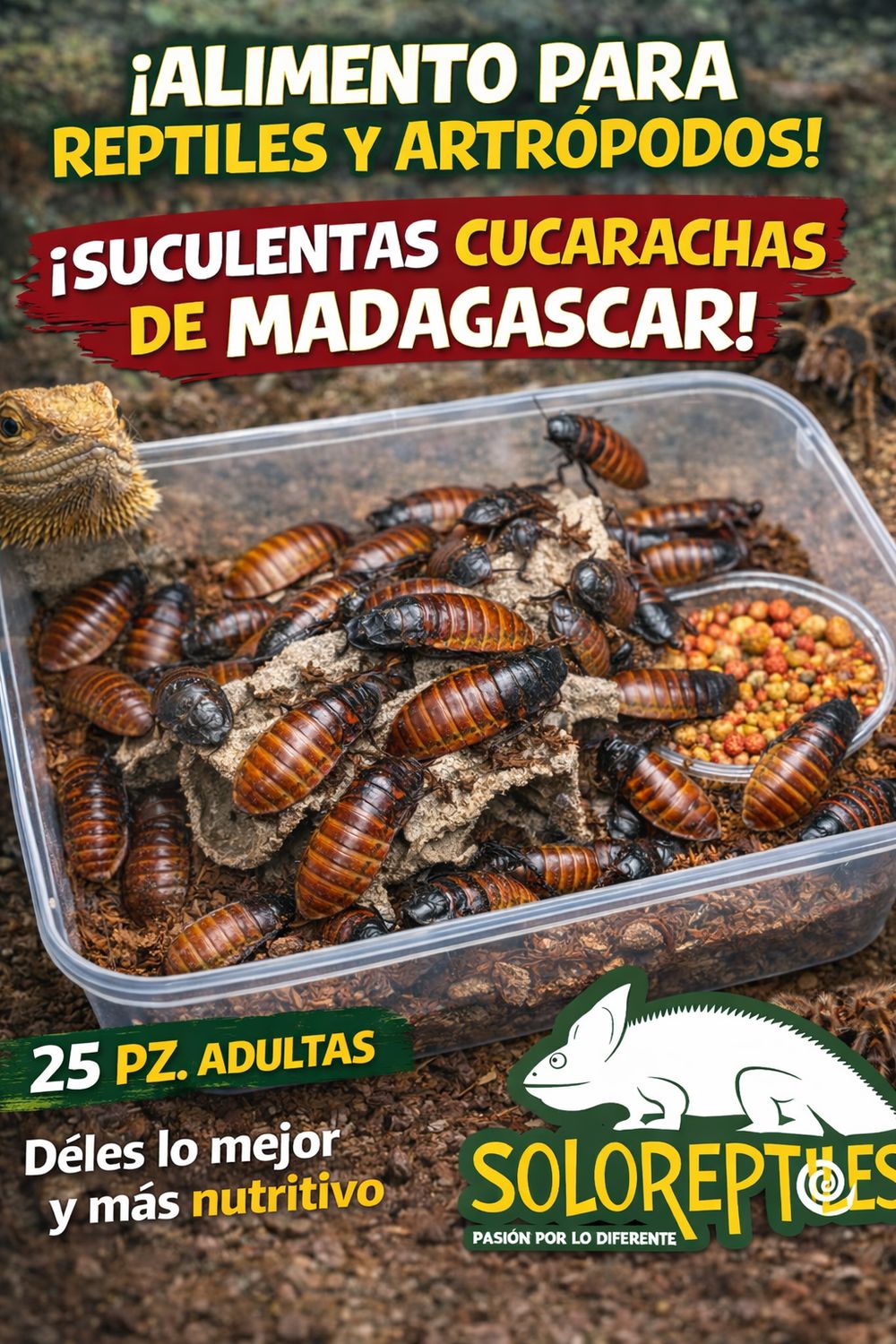 CUCARACHA MADAGASCAR 25pz aDULTAS