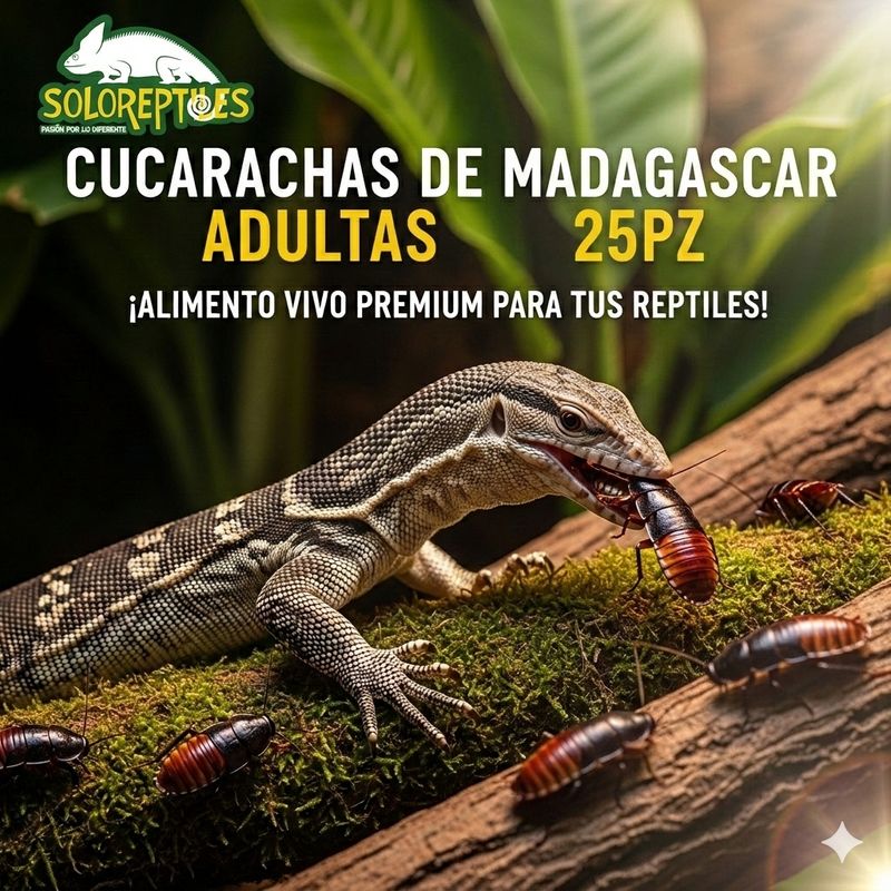 CUCARACHA MADAGASCAR 25pz aDULTAS