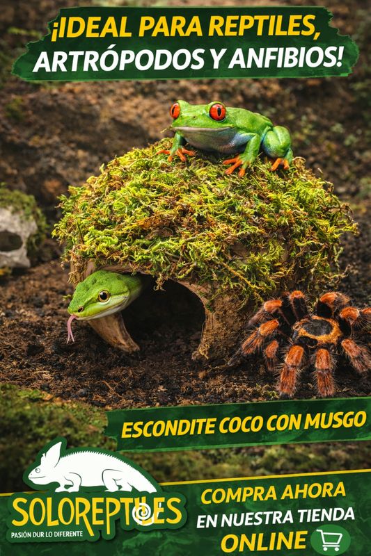 ESCONDITE COCO CON MUSGO
