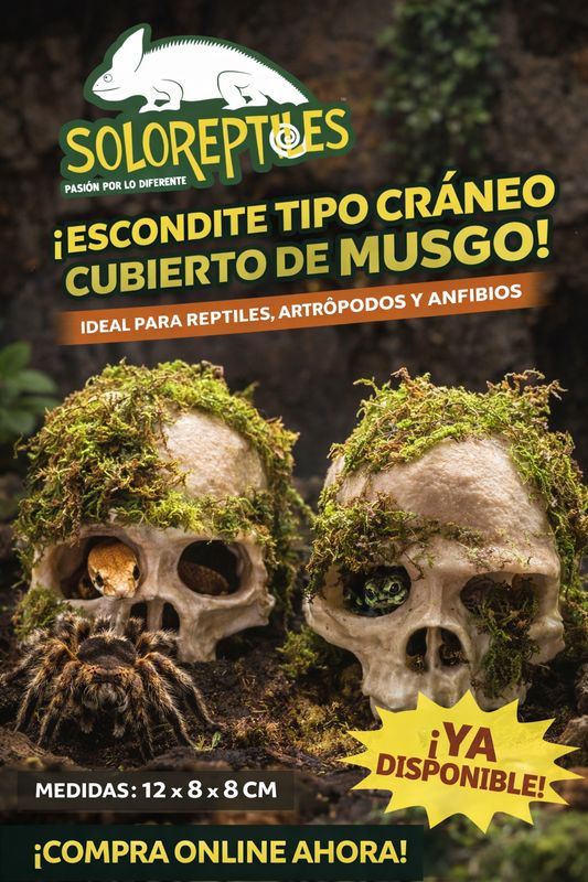 ESCONDITE DE RESINA CRANEO CON MUSGO