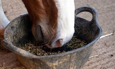 Feed &amp; Supplements