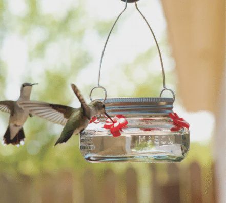 Nature&#39;s Way-Hummingbird Feeders