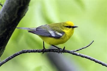 Wild Bird Seed