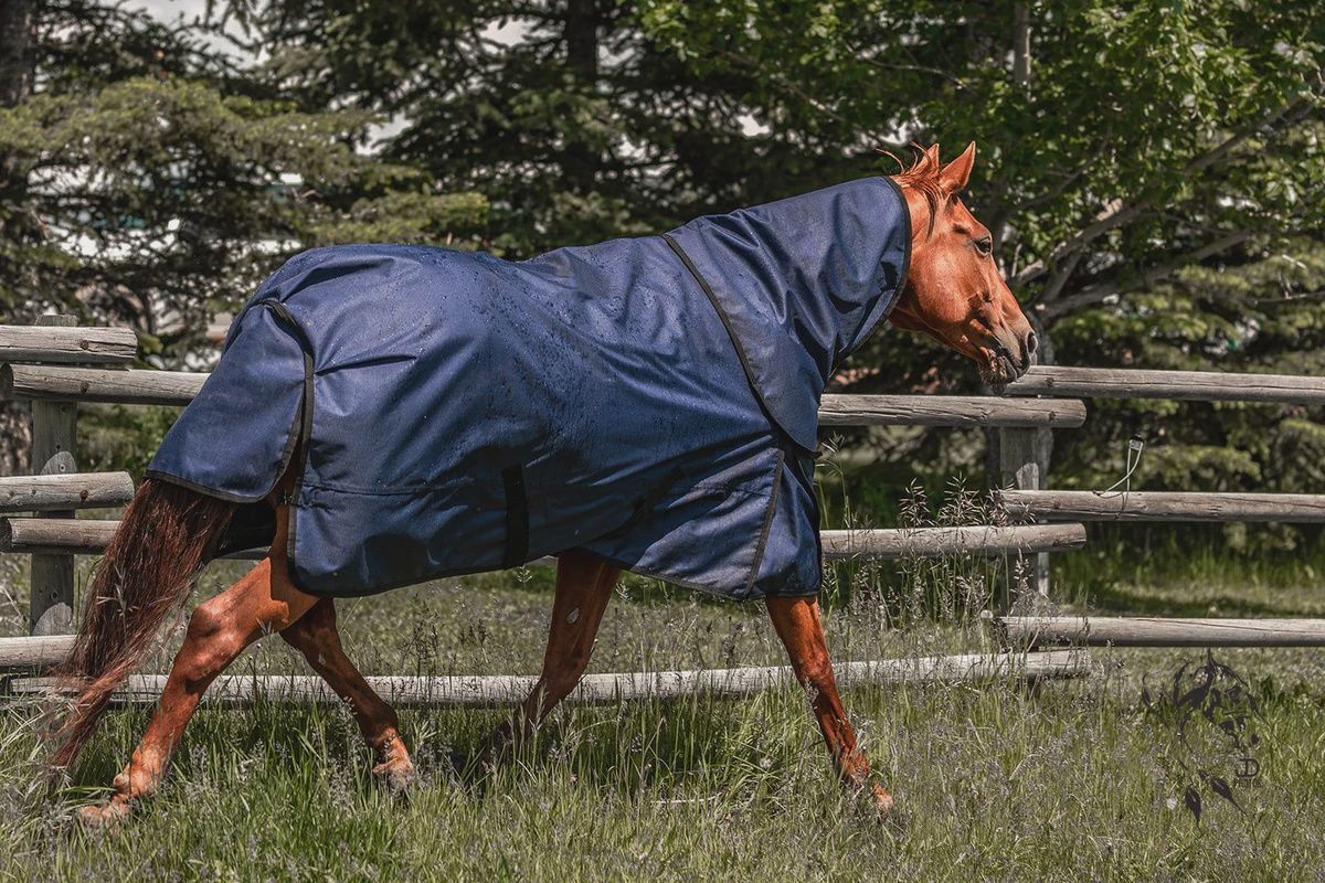 Alliance Equine OG Rain Sheet Alliance Equine OG Rain Sheet
