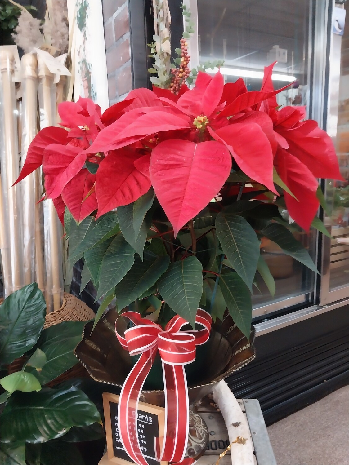 Large Poinsettia