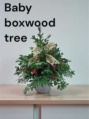 Baby boxwood tree