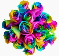 BEAUTIUL Rainbow roses available Wed 2-11