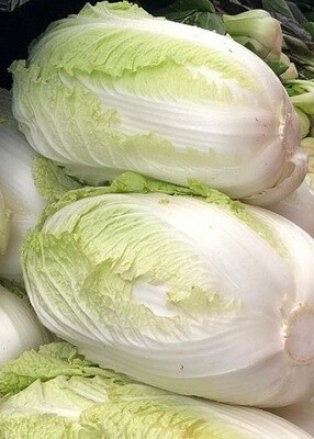Napa Cabbage