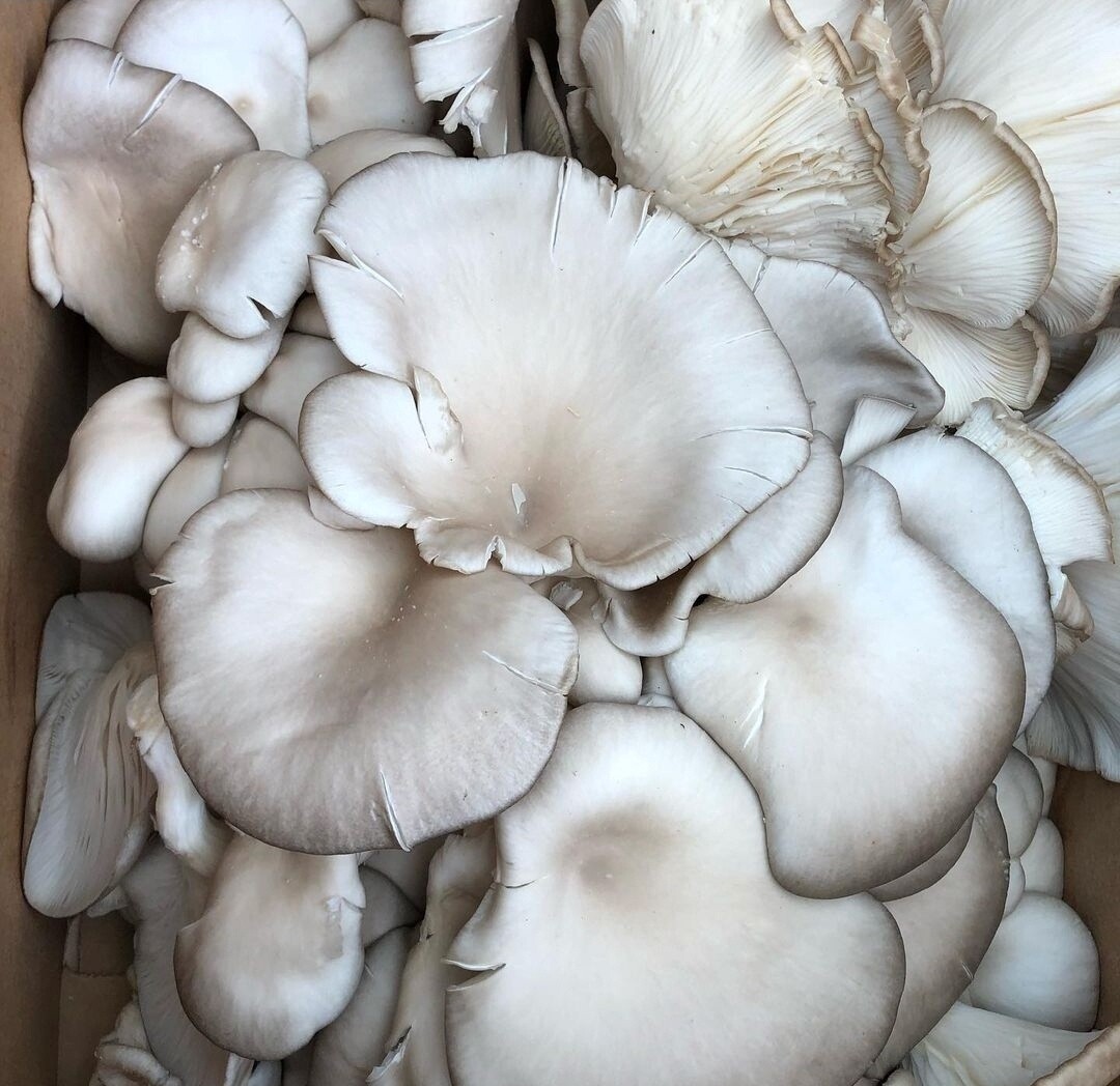 Black Pearl Oyster Mushrooms - lb