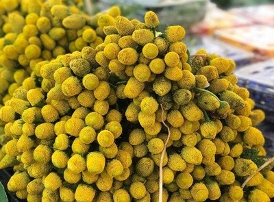 Spilanthes - bu