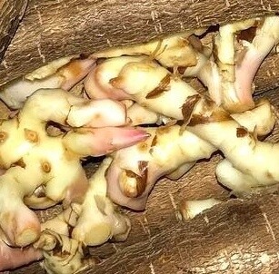 Galangal Ginger - lb
