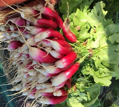 Breakfast Radish (bag) - lb