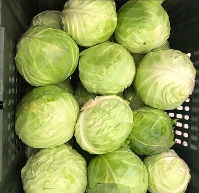 Green Cabbage - lb
