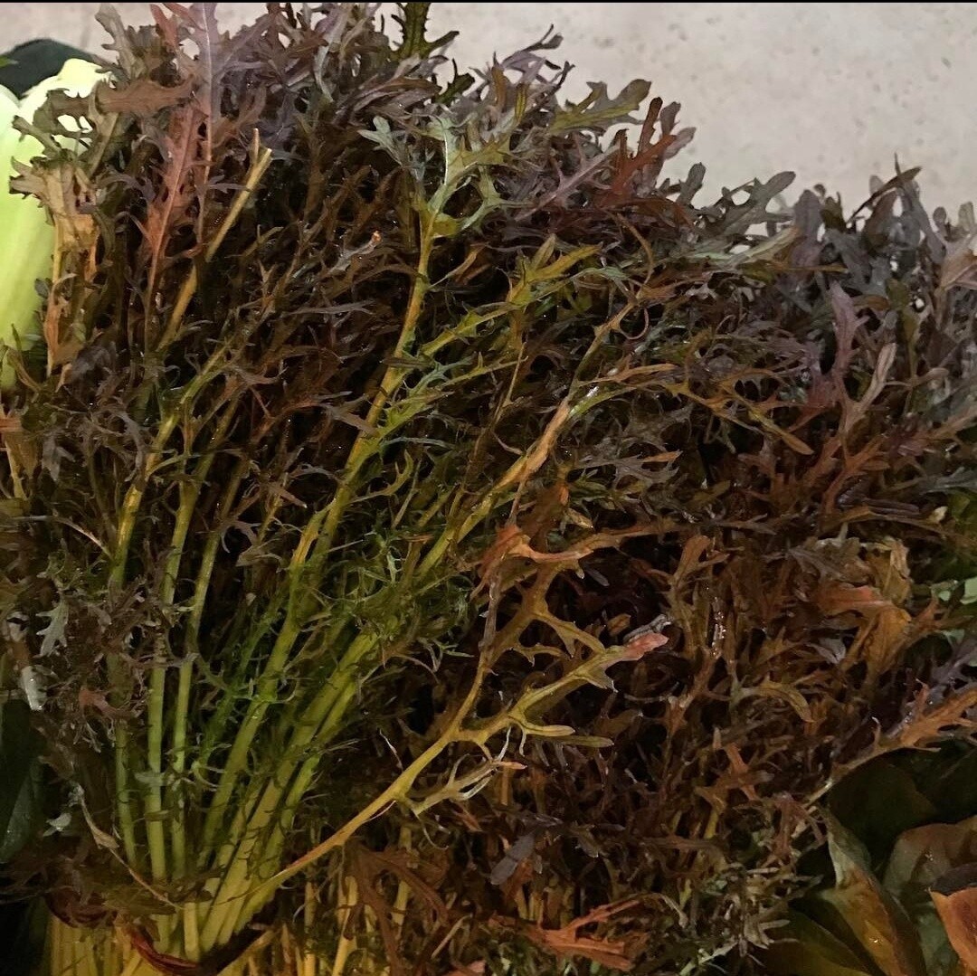 Red Frilled Mustard Greens - bu