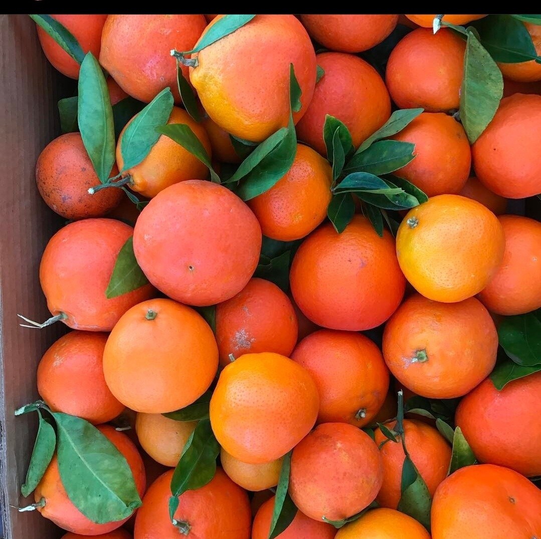 Tangelos - lb