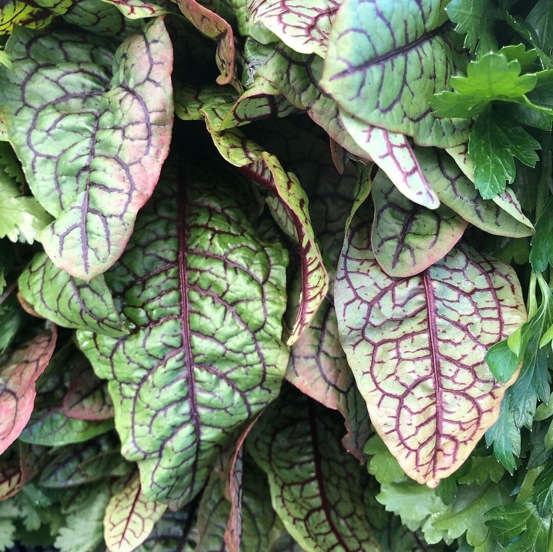 Sorrel - bu