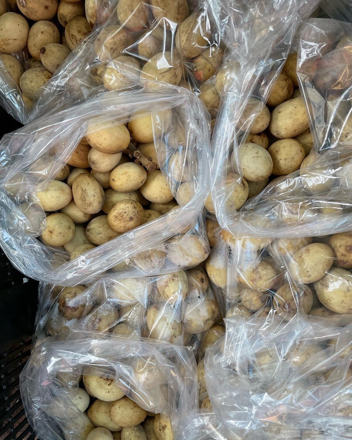 Lanzones (Langsat)